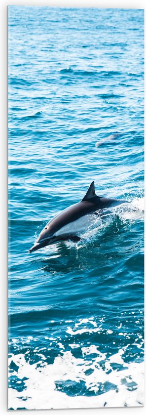 WallClassics - Acrylglas - Dolfijn Zwemmend in de Zee - 30x90 cm Foto op Acrylglas (Met Ophangsysteem)
