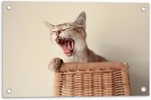 WallClassics - Tuinposter – Gapende Kitten in Rieten Mand - 60x40 cm Foto op Tuinposter (wanddecoratie voor buiten en binnen)