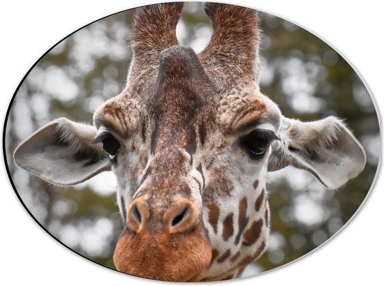 WallClassics - Dibond Ovaal - Giraffenkop voor Bomen - 40x30 cm Foto op Ovaal (Met Ophangsysteem)