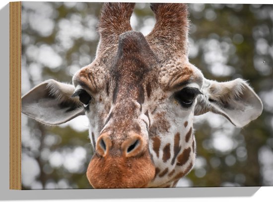 WallClassics - Hout - Giraffenkop voor Bomen - 40x30 cm - 9 mm dik - Foto op Hout (Met Ophangsysteem)