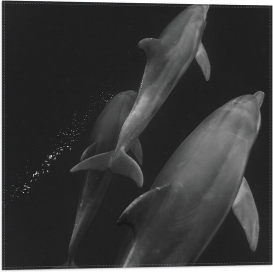 Vlag - Zwemmende Dolfijnen van Boven in Zwart-Wit - 50x50 cm Foto op Polyester Vlag