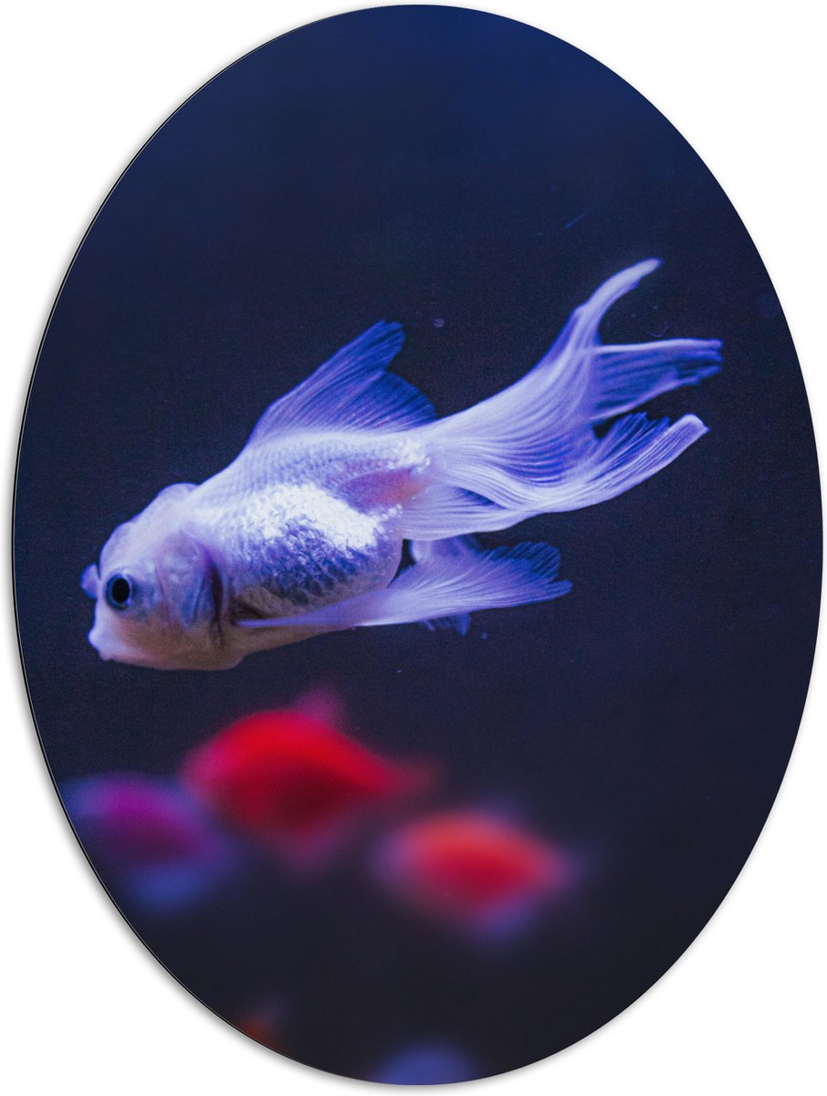 Dibond Ovaal - Mooie Witte Vis in het Aquarium - 81x108 cm Foto op Ovaal (Met Ophangsysteem)
