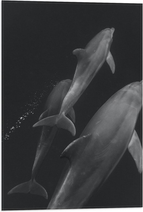 Vlag - Zwemmende Dolfijnen van Boven in Zwart-Wit - 40x60 cm Foto op Polyester Vlag