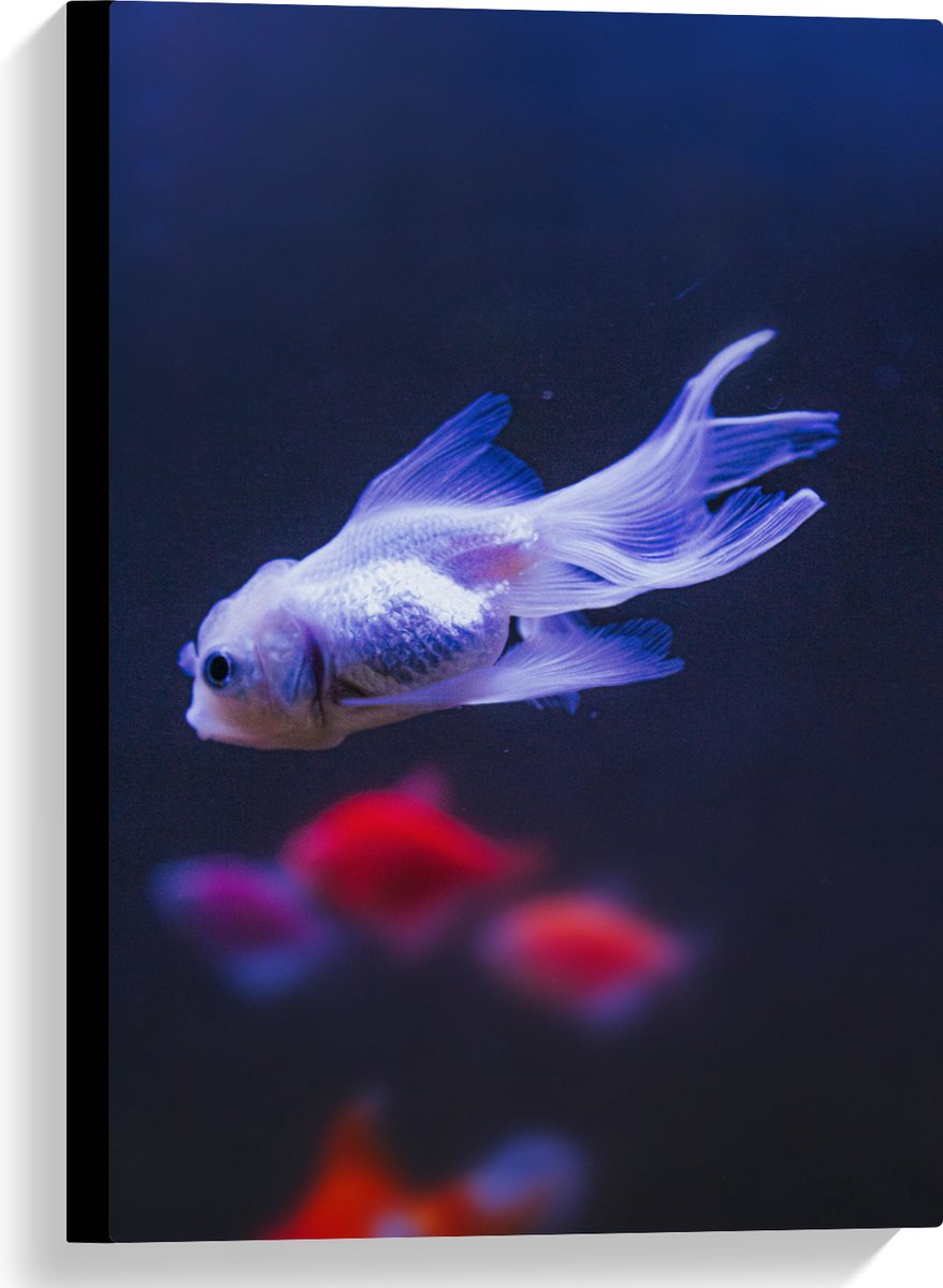 Canvas - Mooie Witte Vis in het Aquarium - 40x60 cm Foto op Canvas Schilderij (Wanddecoratie op Canvas)