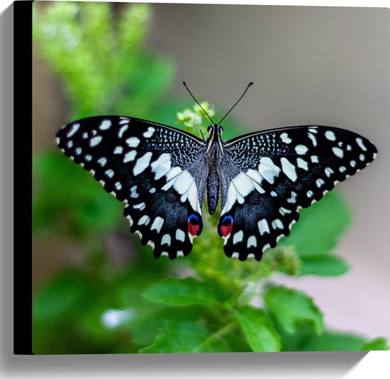 WallClassics - Canvas - Blauw, Zwart en Wit Gekleurde Vlinder op Groene Bladeren - 40x40 cm Foto op Canvas Schilderij (Wanddecoratie op Canvas)