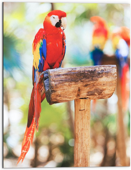 Dibond - Rood Gekleurde Papegaai op een Stok - 60x80 cm Foto op Aluminium (Wanddecoratie van metaal)