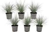 Plant in a Box - Festuca glauca 'Elijah Blue' - Set van 6 Festuca - Winterharde tuinplanten - Siergras - Pot 9cm - Hoogte 10-15cm