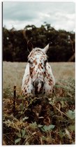 WallClassics - Dibond - Aankijkend Paard met Bruine Stippen - 50x100 cm Foto op Aluminium (Wanddecoratie van metaal)