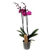 Plant in a Box - Phalaenopsis - Orchidee Paars - Bloeiende kamerplant - Katvriendelijk - Pot 12cm - Hoogte 50-60cm