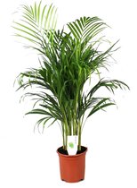 Plant in a Box - Dypsis Lutescens - Areca - Goudpalm - Luchtzuiverende groene kamerplant - Pot 21cm - Hoogte 100-120cm