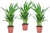 Plant in a Box - Dypsis Lutescens - Set van 3 - Areca - Goudpalm - Luchtzuiverende groene kamerplant - Pot 12cm - Hoogte 30-45cm