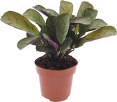 Plant in a Box - Ctenanthe Amagris - Mooi gekleurd blad - Groene kamerplant - Pot 12cm - Hoogte 20-30cm