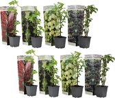 Plant in a Box - Mix de 8 plants de baies - Mûre, groseille, groseille et cassis - Pot 9cm - Hauteur 25-40cm