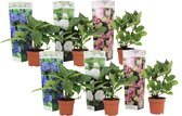 Plant in a Box - Mix van 6 Hydrangea macroph. - Hortensia mix - pot 9cm - Hoogte 25-40cm
