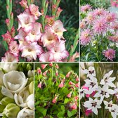 Plant in a Box - Bulb Garden Pink - Bollenmix - 250 stuks - Mix van verschillende bollen - Dahlia's, Gladiolen, Freesia, Oxalis - Plant uw zomertuin in het voorjaar!