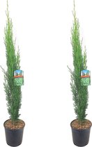 Plant in a Box - Cupressus sempervirens - Set van 2 Toscaanse Cipres - Zuilvormige conifeer - Pot 19cm - Hoogte 70-80cm