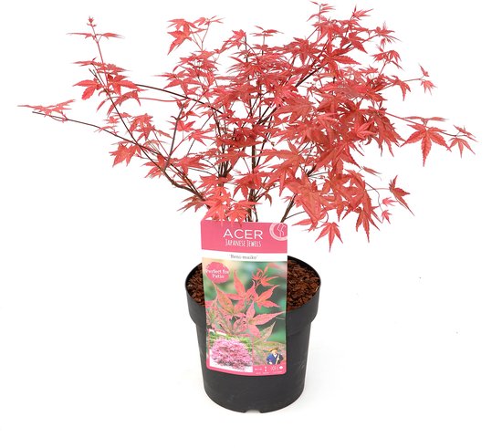 Plant in a Box - Acer palmatum ´Beni Maiko´ - Japanse Esdoorn boom - Rood-roze bladeren - Winterhard - Pot 19 - Hoogte 60-70cm