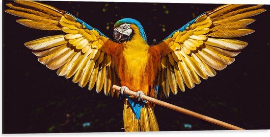 WallClassics - Dibond - Blauw met Gele Are Papegaai met Gespreide Vleugels - 100x50 cm Foto op Aluminium (Met Ophangsysteem)