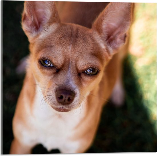 WallClassics - Acrylglas - Chihuahua Puppy met Knijpende Ogen - 50x50 cm Foto op Acrylglas (Wanddecoratie op Acrylaat)