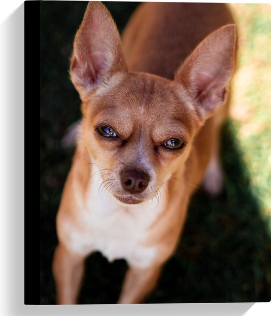WallClassics - Canvas - Chihuahua Puppy met Knijpende Ogen - 30x40 cm Foto op Canvas Schilderij (Wanddecoratie op Canvas)