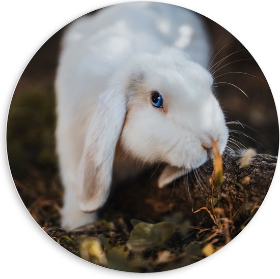 PVC Schuimplaat Muurcirkel - Wit Konijntje Snuffelend bij Tak met Bladeren - 60x60 cm Foto op Muurcirkel (met ophangsysteem)