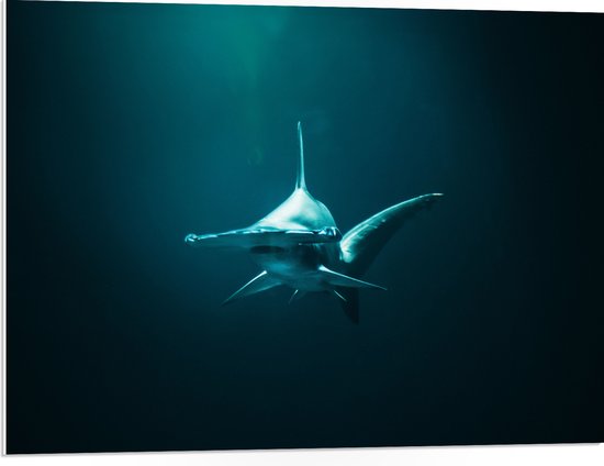 WallClassics - PVC Schuimplaat - Hamerhaai onder in het Water - 80x60 cm Foto op PVC Schuimplaat (Met Ophangsysteem)