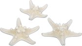 Othmar Decorations Décoration étoile de mer - 24x pièces - blanc naturel - 5-7 cm