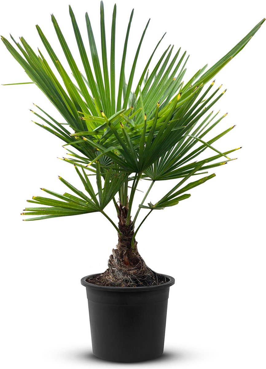 Tropictrees - Palmboom - Trachycarpus Fortunei - Plant - Winterhard - Pot ⌀ 20cm - Hoogte ca. 70cm