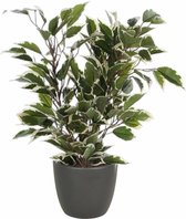Plante artificielle ficus vert/blanc 40 cm avec cache-pot gris anthracite mat D13,5 et H12,5 cm