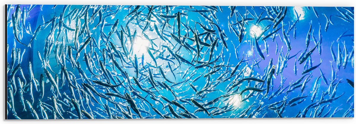 Dibond - School Vissen in een Groot Aquarium - 60x20 cm Foto op Aluminium (Met Ophangsysteem)