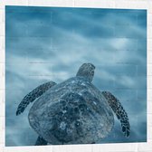 Muursticker - Zeeschildpad Zwemmend aan het Oppervlak van het Water - 80x80 cm Foto op Muursticker