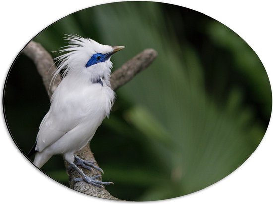 Dibond Ovaal - Balispreeuw Vogel op Tak - 56x42 cm Foto op Ovaal (Met Ophangsysteem)