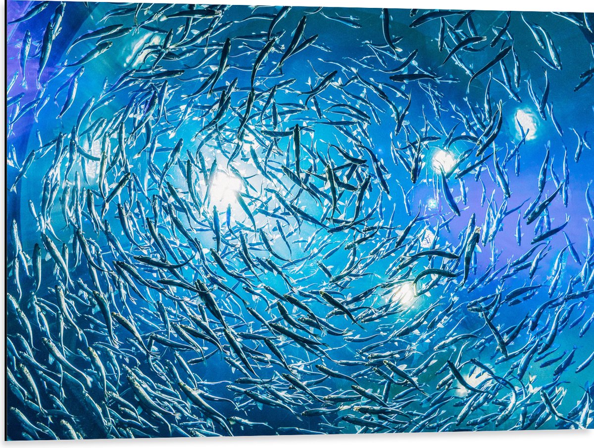 Dibond - School Vissen in een Groot Aquarium - 80x60 cm Foto op Aluminium (Met Ophangsysteem)