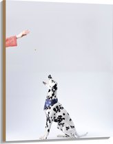 Hout - Zijaanzicht Dalmatiër met Witte Achtergrond - 75x100 cm - 9 mm dik - Foto op Hout (Met Ophangsysteem)