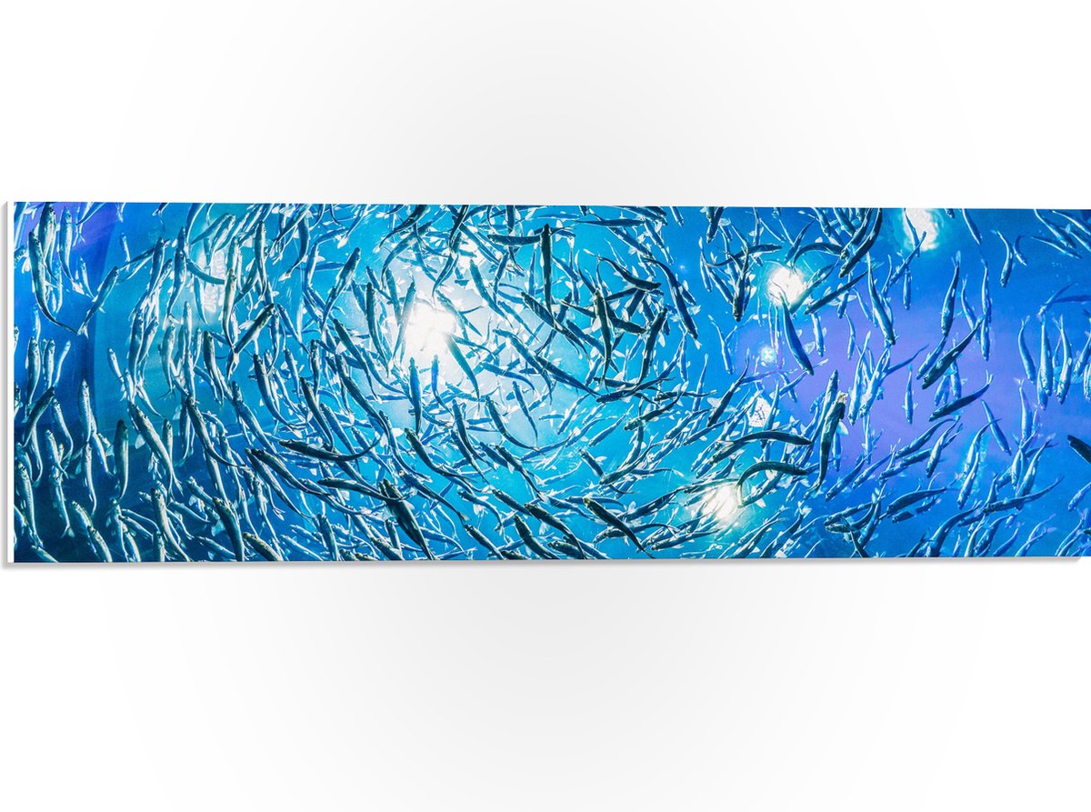 PVC Schuimplaat - School Vissen in een Groot Aquarium - 60x20 cm Foto op PVC Schuimplaat (Met Ophangsysteem)