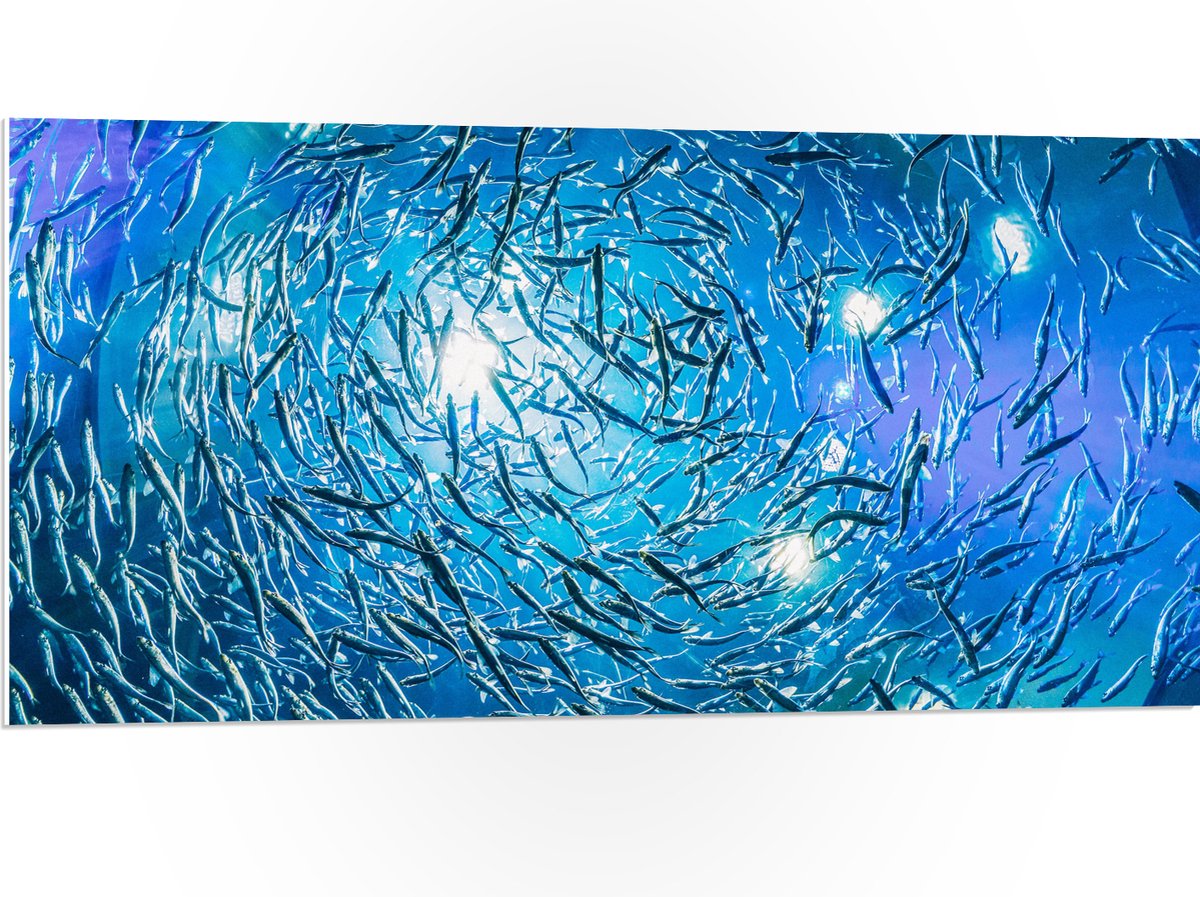 PVC Schuimplaat - School Vissen in een Groot Aquarium - 100x50 cm Foto op PVC Schuimplaat (Met Ophangsysteem)