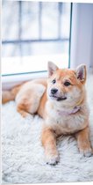 WallClassics - PVC Schuimplaat - Lichtbruine Shiba Inu Liggend op Wit Vloerkleed - 50x100 cm Foto op PVC Schuimplaat (Met Ophangsysteem)