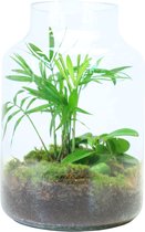 Ecosysteem Palms & Paradise - Melkbus met Chamaedorea en Obtusifolia