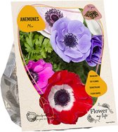 Anemone flower my life mix per 30
