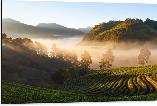 Dibond - Mistige Zonsopkomst over Rijstenvelden - 105x70 cm Foto op Aluminium (Met Ophangsysteem)