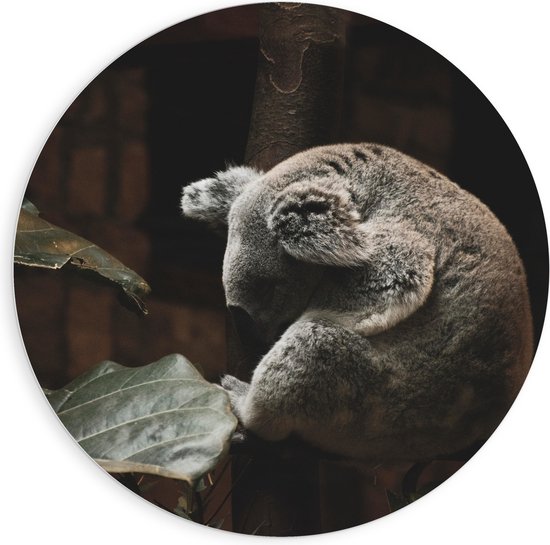 WallClassics - PVC Schuimplaat Muurcirkel - Omhelzende Koala bij Boom en Bladeren - 90x90 cm Foto op Muurcirkel (met ophangsysteem)