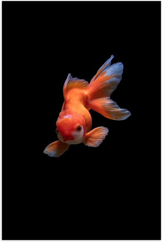 WallClassics - Poster Glanzend – Oranje Tropische Vis tegen Zwarte Achtergrond - 80x120 cm Foto op Posterpapier met Glanzende Afwerking