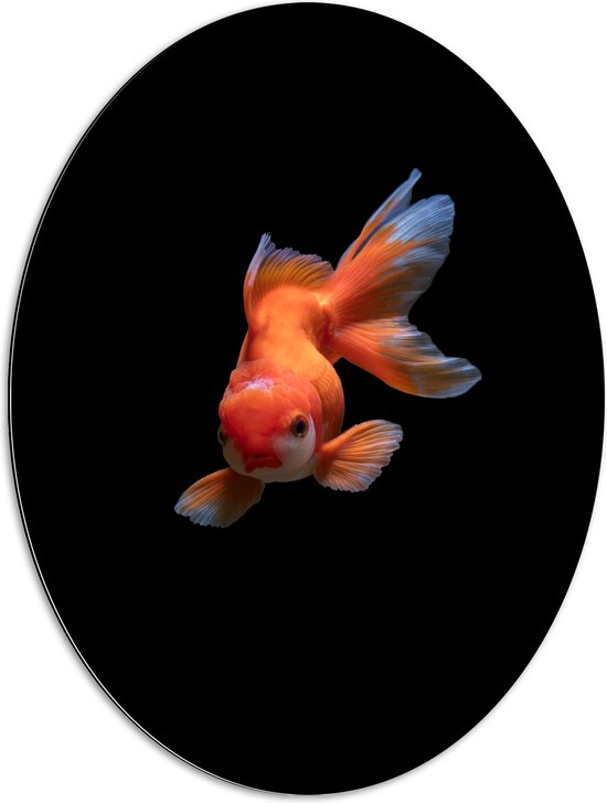 WallClassics - Dibond Ovaal - Oranje Tropische Vis tegen Zwarte Achtergrond - 60x80 cm Foto op Ovaal (Met Ophangsysteem)