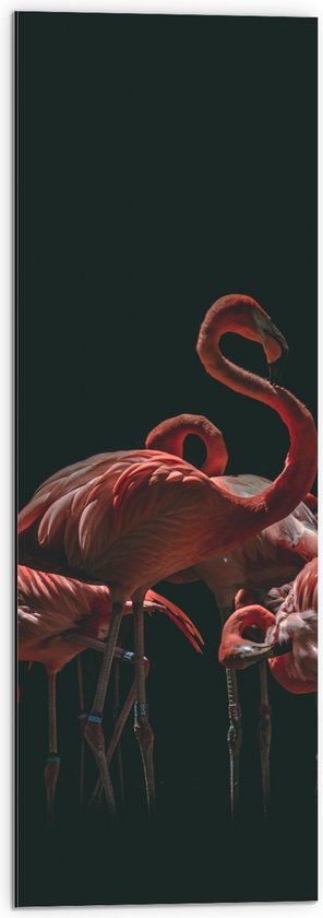Dibond - Groepje Flamingo's met Zwarte Achtergrond - 30x90 cm Foto op Aluminium (Wanddecoratie van metaal)