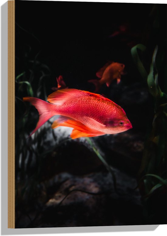 WallClassics - Bois - Poisson rouge nageant dans un bassin - 40x60 cm - 9 mm d'épaisseur - Photo sur Bois (Avec Système d'accrochage)