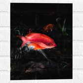 WallClassics - Muursticker - Rode Vis Zwemmend in Vijver - 30x40 cm Foto op Muursticker