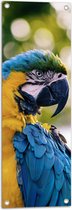 WallClassics - Tuinposter – Wegkijkende Blauw met Gele Are Papegaai - 30x90 cm Foto op Tuinposter (wanddecoratie voor buiten en binnen)