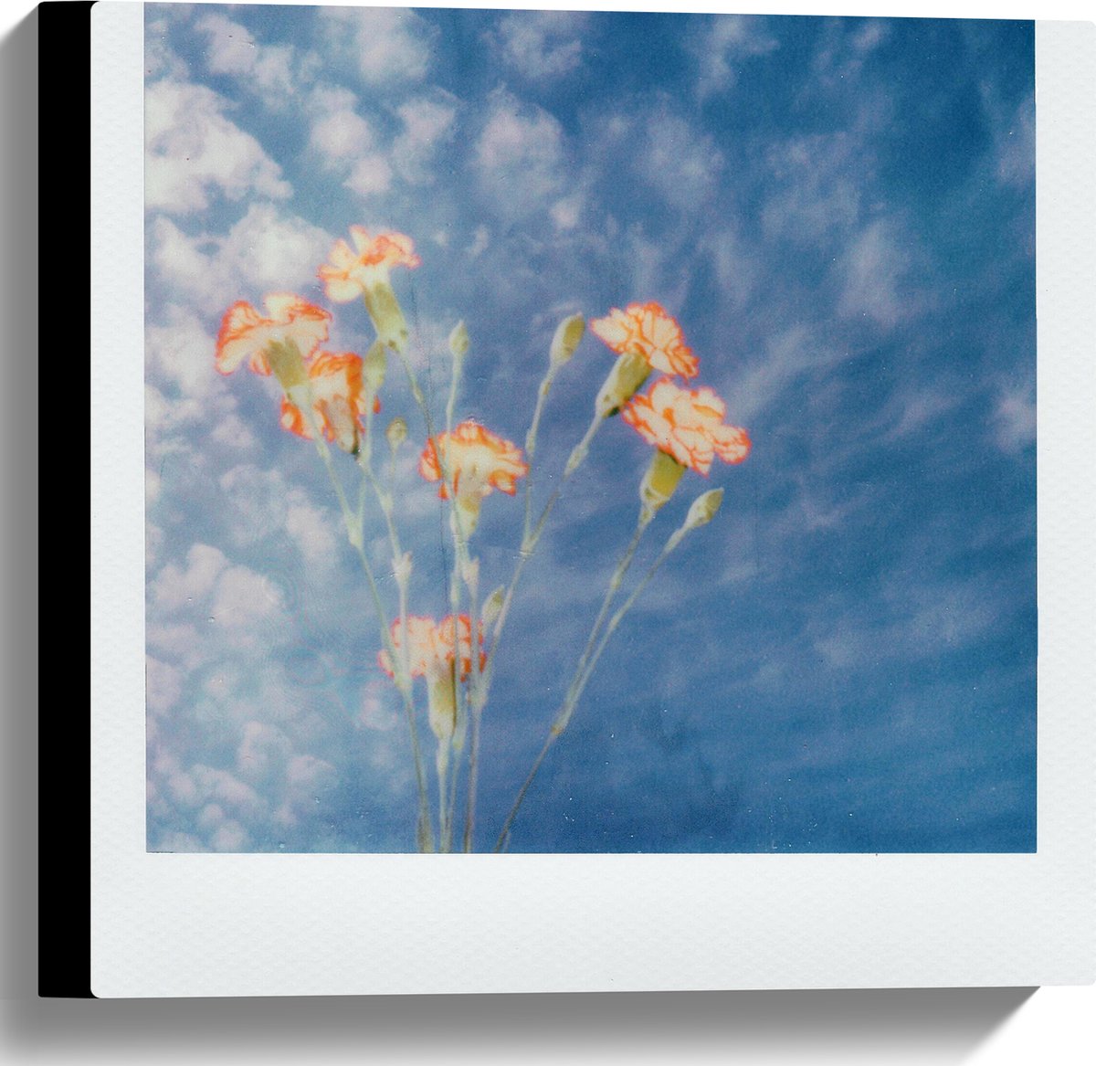 Canvas - Polaroid Foto van Klein Groepje Bloemen onder Sluierbewolking - 40x40 cm Foto op Canvas Schilderij (Wanddecoratie op Canvas)