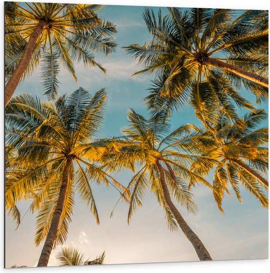 Dibond - Onderaanzicht van Hoge Palmbomen in het Zonlicht - 100x100 cm Foto op Aluminium (Wanddecoratie van metaal)