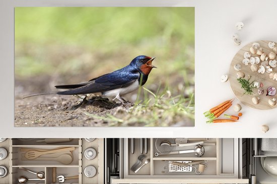 KitchenYeah® Inductie beschermer 77x51 cm - Een boerenzwaluw zittend op de grond - Kookplaataccessoires - Afdekplaat voor kookplaat - Inductiebeschermer - Inductiemat - Inductieplaat mat